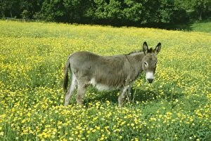Images Dated 7th February 2011: Donkey ROG 5565 In buttercup field © Bob Gibbons / ardea. com