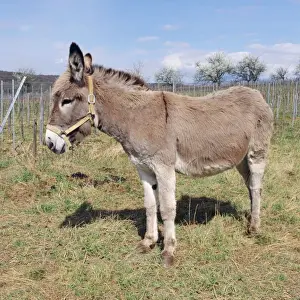 Equipment Prints: Donkey - side view