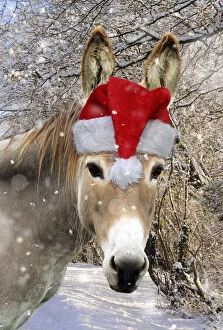 Donkeys Gallery: Donkey - wearing Christmas hat in snowy scene