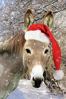 Donkey - wearing Christmas hat in snowy scene