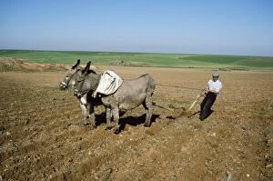 Farmer Gallery: Donkey - working donkeys, ploughing field