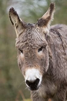 Colt Gallery: Donkey - young portrait