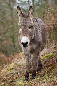 Colt Gallery: Donkey - young standing