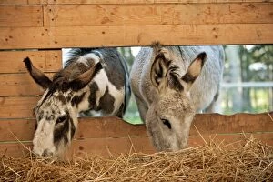 Images Dated 15th July 2010: Donkeys - feeding straw through barnwindow