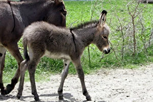 Road Collection: Donkeys - foal. Arsi Region - Ethiopia