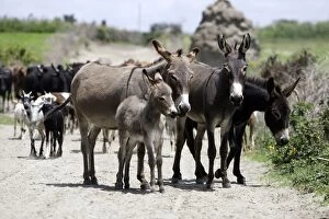 Images Dated 11th August 2005: Donkeys with foal. Arsi Region - Ethiopia