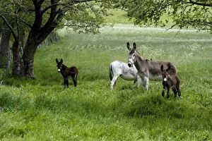 Images Dated 4th June 2006: Donkeys with foals in field