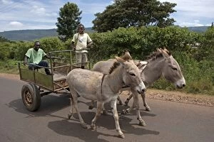Donkeys - pulling carts between Ol Pejeta Conservancy
