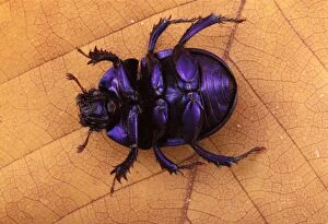 Dor beetle - on its back