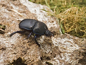 Images Dated 4th September 2006: Dor Beetle – on cow dung Bedfordshire UK 003281