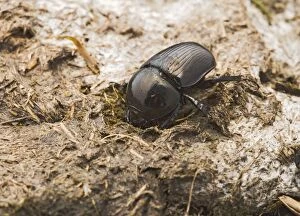 Images Dated 4th September 2006: Dor Beetle – digs into cow dung Bedfordshire UK 003274