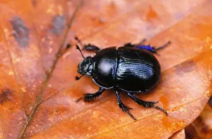 Dor Beetle Fairly common throughout UK