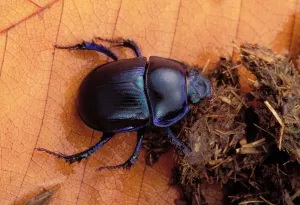 Beetles Prints: Dor beetle - feeding on dung Europe