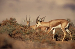 Images Dated 14th June 2004: Dorcas / Negav Gazelle In negav desert, Israel