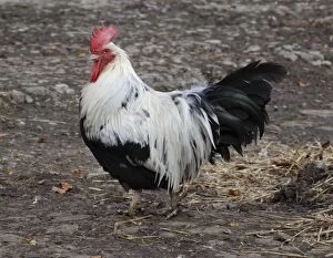 Dorking Fowl: domestic table chicken