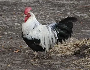Free Range Prints: Dorking Fowl: domestic table chicken