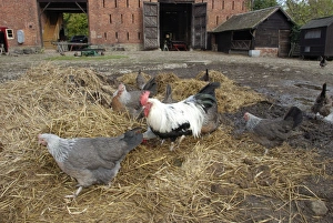 Dorking Fowl: domestic table chicken, cock and hen Dorking Fowl: domestic table chicken, cock and hen