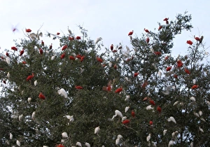 Images Dated 25th April 2004: Dormitory ibises