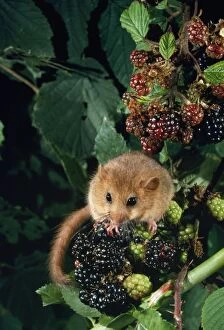 Images Dated 22nd February 2007: Dormouse