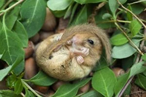 Images Dated 20th May 2010: Dormouse