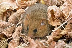Images Dated 5th November 2007: Dormouse