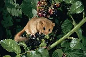 Bramble Prints: Dormouse - on Balckberries