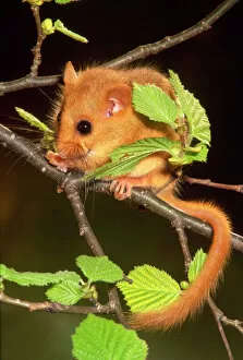 Dormouse - on Branch + Leaves