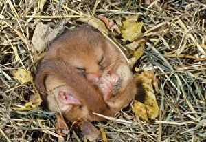 Images Dated 8th April 2008: Dormouse - hibernating