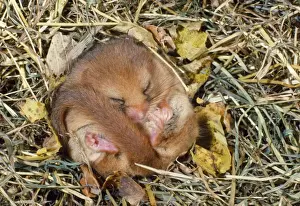 Wintering Prints: Dormouse - hibernating