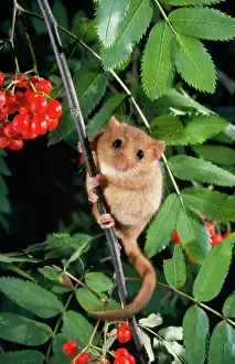 Staring Prints: Dormouse - in Rowan Tree
