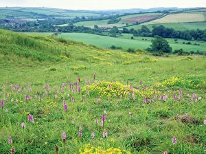 DORSET, Chalk Downland - in old quarry with Common Spotted Orchids (Dactylorhiza fuchii) and Birds Foot Trefoil