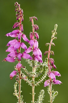 Images Dated 31st July 2007: Dorset Heath (Erica ciliaris); very rare plant in UK. Dorset