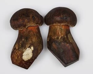 Boletus Gallery: Dotted Stem Bolete / Red-foot Bolete - cutting in two pieces