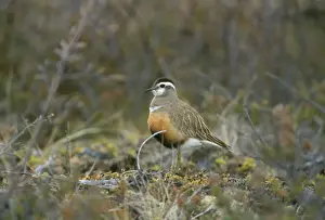 Dotterel
