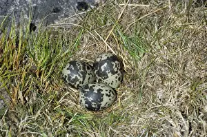 Dotterel Eggs