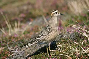 Dotterel - on nest