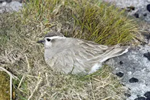 Dotterel - on nest