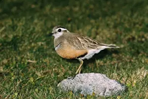 Dotterel Prints: Dotterel RTS 129 Adult male © Robert T. Smith / ARDEA LONDON