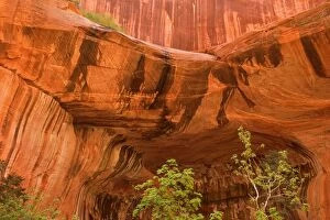 Images Dated 9th May 2009: Double Arch Alcove - carved in a 2000 foot sandstone cliff - spring - Taylor Creek - Kolob Section