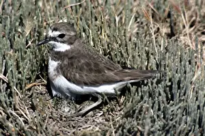 Plovers Prints: Double-banded Plover - female on nest with eggs