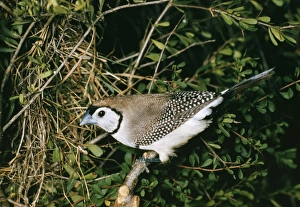 Images Dated 15th July 2004: Double-bar Finch