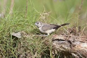 Barred Gallery: Double-barred Finch