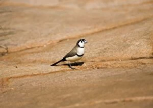 Images Dated 28th December 2006: Double-barred Finch This is the black rumped subspecies found in the Kimberley