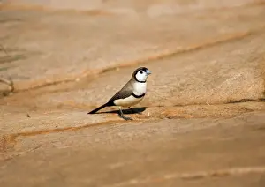 Double Barred Prints: Double-barred Finch This is the black rumped subspecies found in the Kimberley