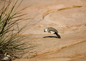 Double Barred Prints: Double-barred Finch eating Spinifex