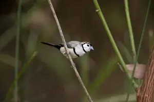 Double Barred Prints: Double-barred Finch Foraging along a panadanus lined creek at Mornington Wilderness Camp