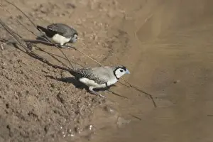 Seed Eater Prints: Double-barred Finch Kupungarri