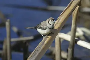 Double-barred Finch Lake Moondarra, Mt Isa, Queensland, Australia