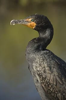 Double-breasted / Double-crested Cormorant