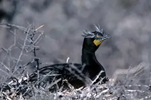 Cormorants Prints: Double-crested Cormarant